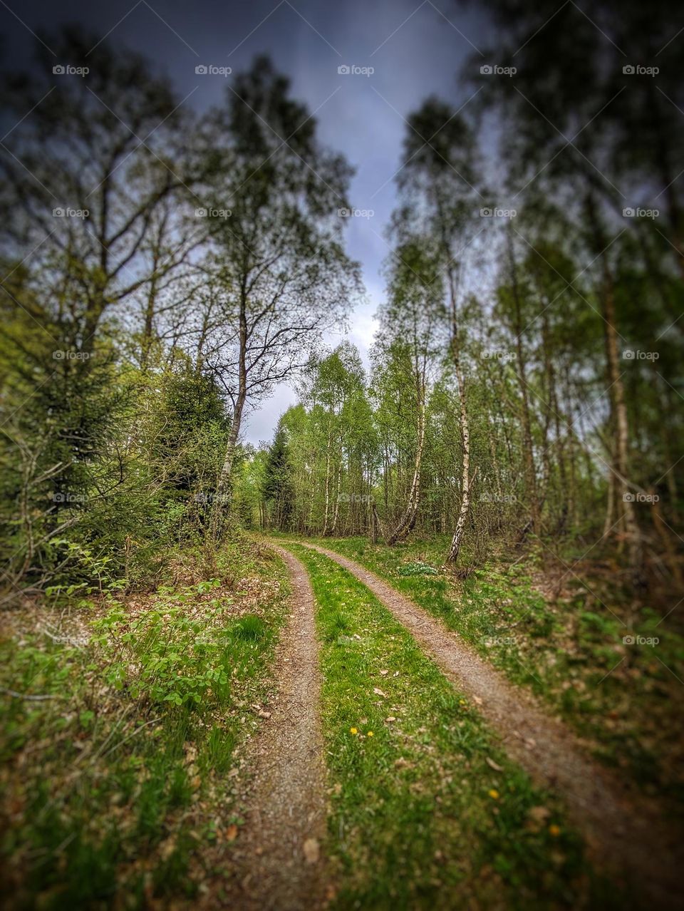 Path in the forest