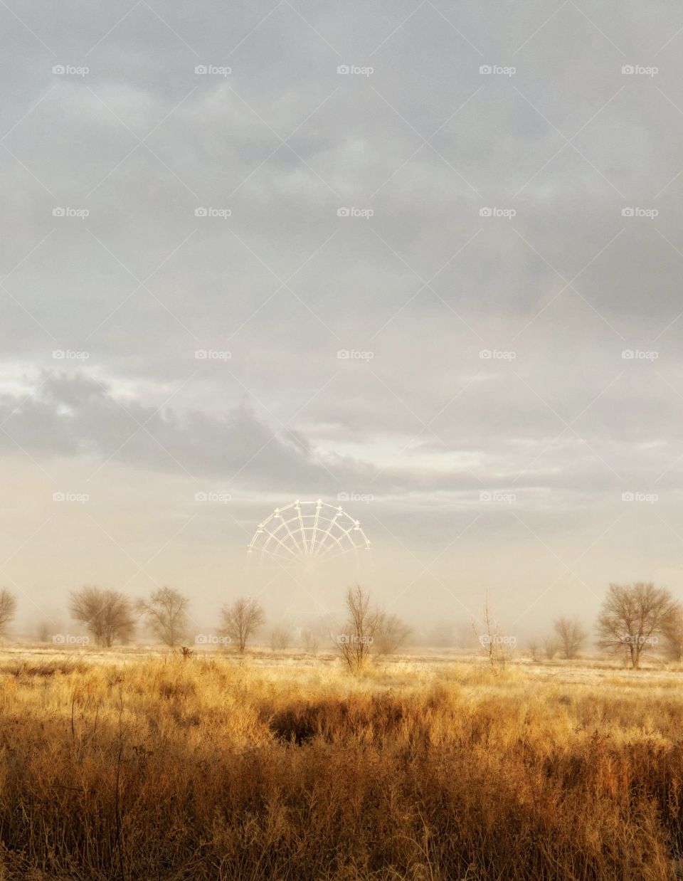 Morning fog in the park