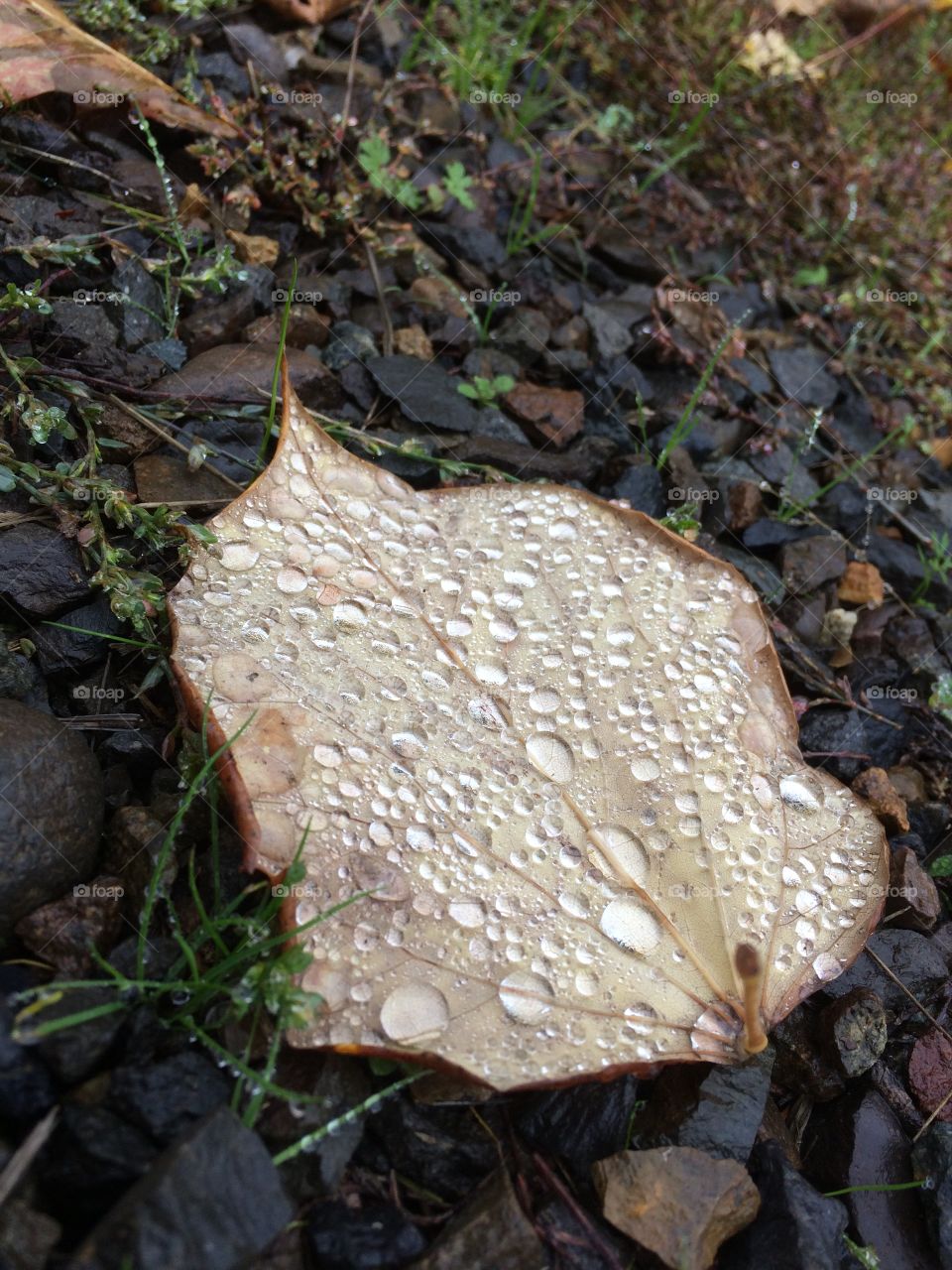 Morning dew on a fallen leaf