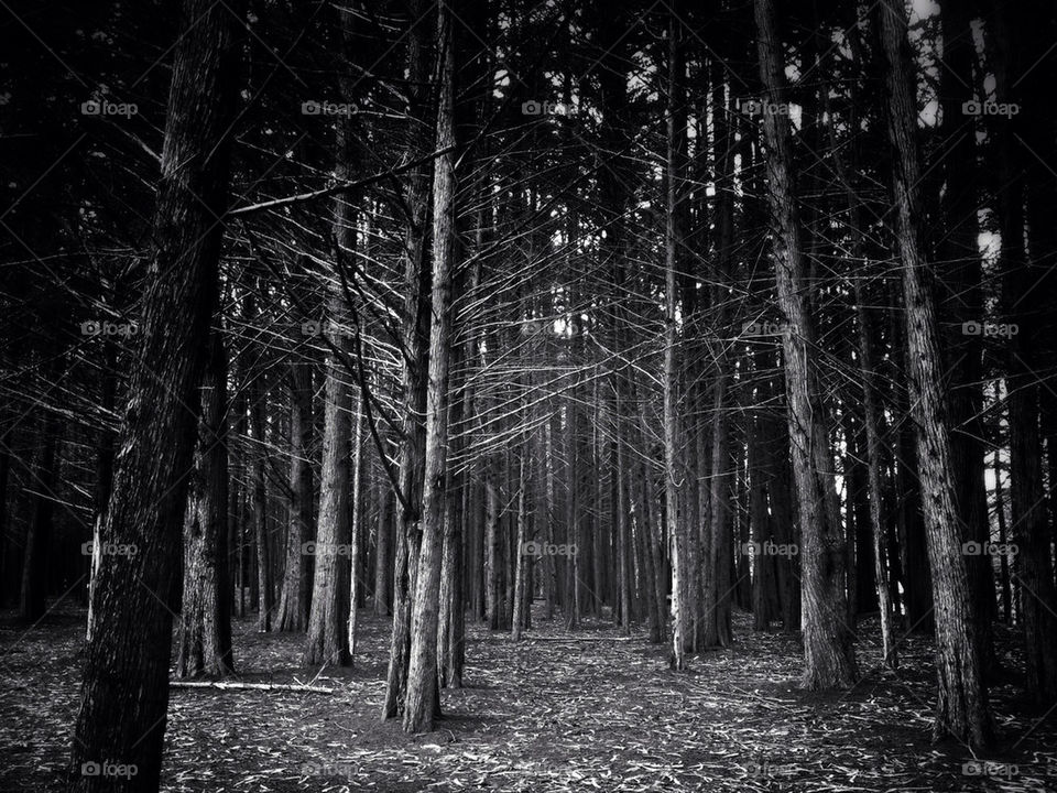 dark trees forest dramatic by curly_phil