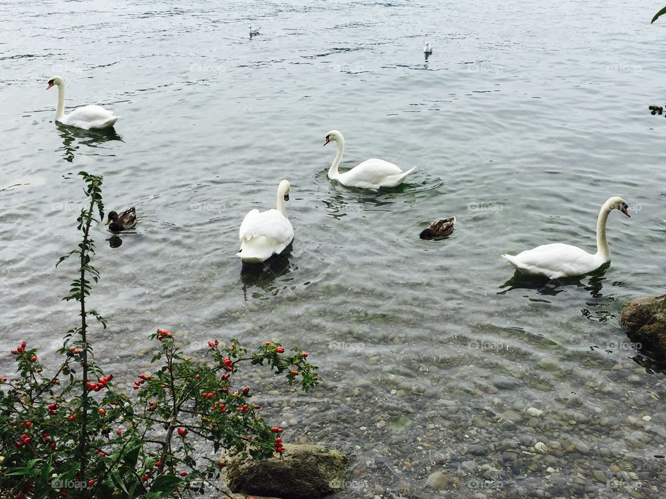Zurich swans