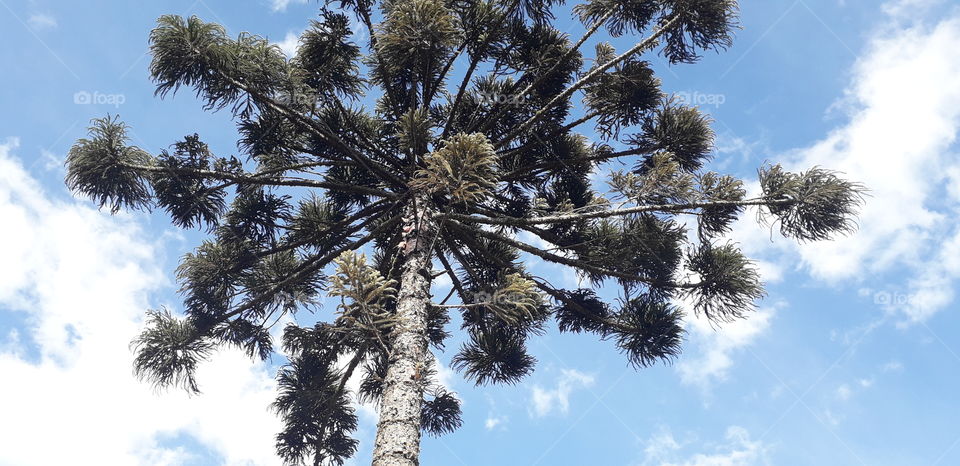 araucaria,  an ancient tree