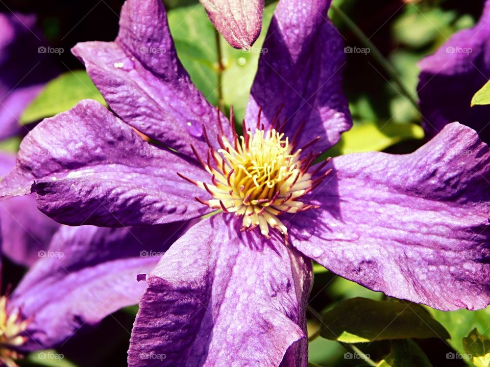 Clematis blossom