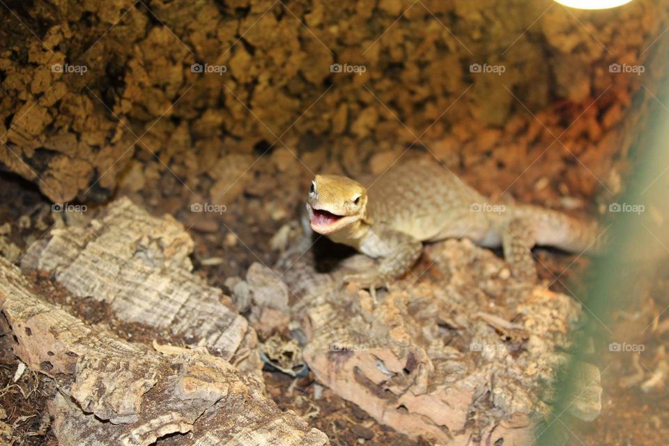 my varanus trists orientalis female when she finds out that i am coming with food