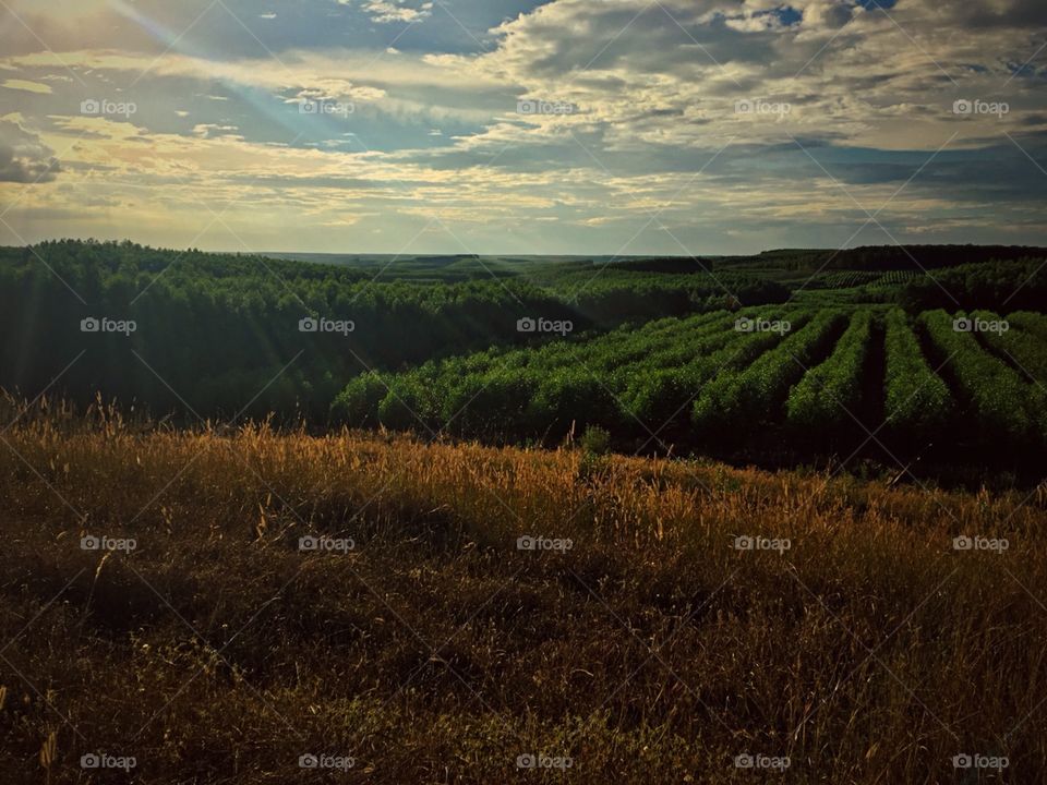 sunset on the vast green forest