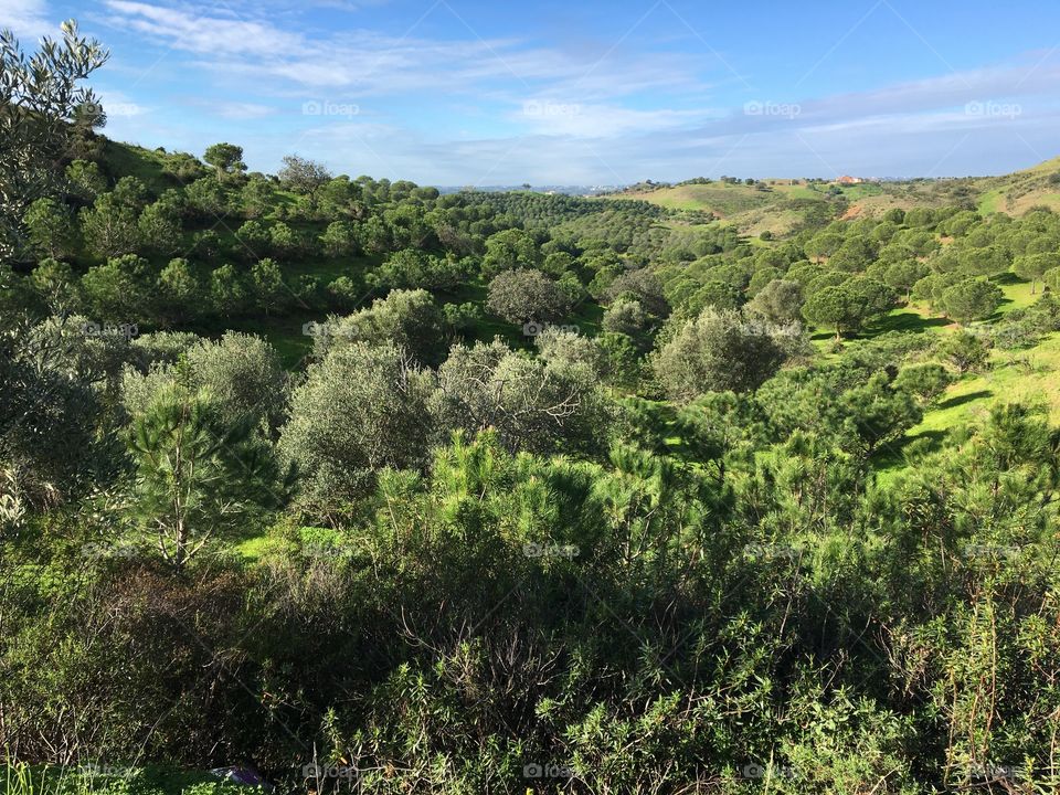 Green winter landscape 