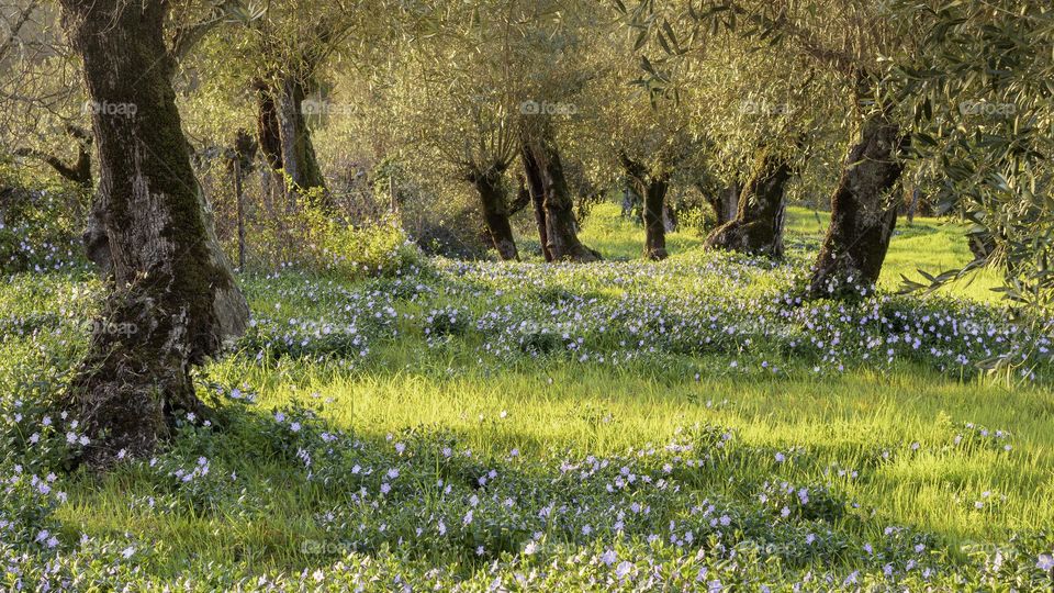 Purple periwinkle flowers grow in the grassy olive grove