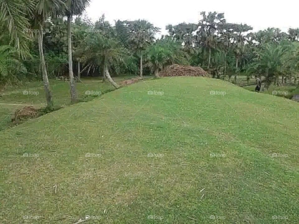 A most beautiful and attractive view in the farm.