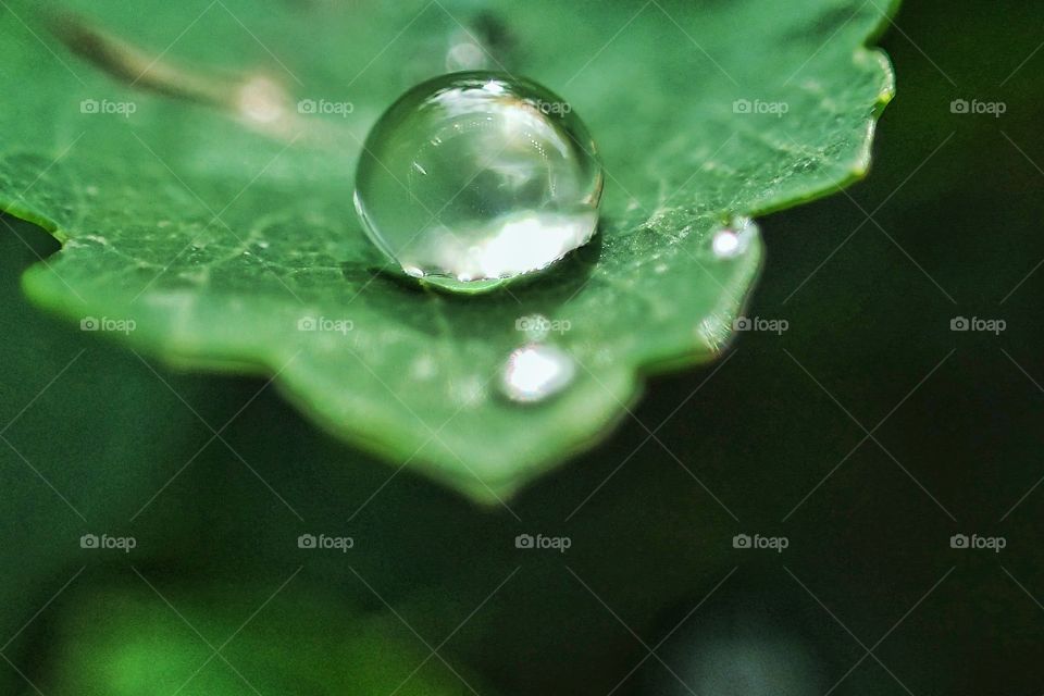 Drop on a leaf