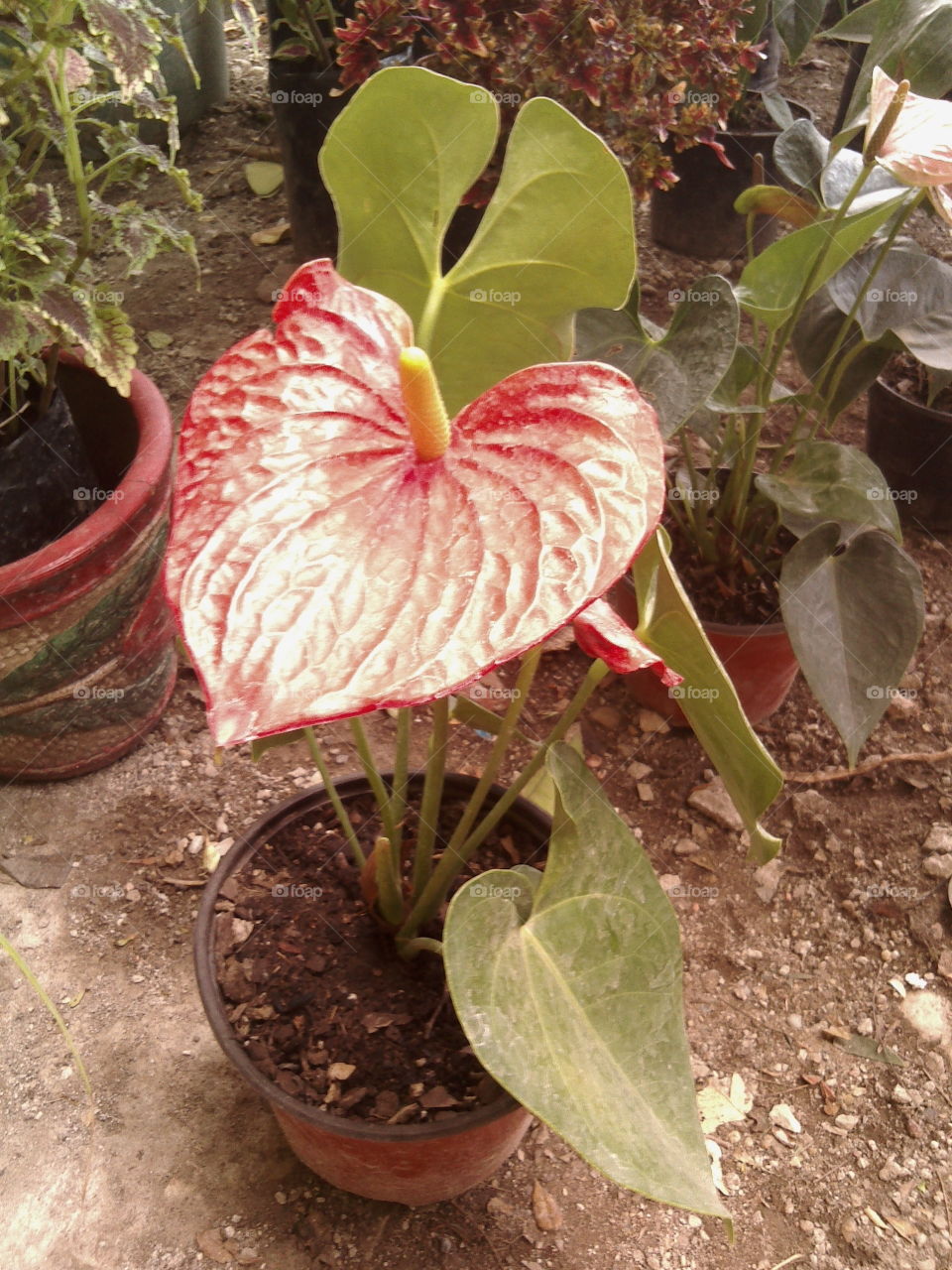 Nursery of tropical plants and cacti