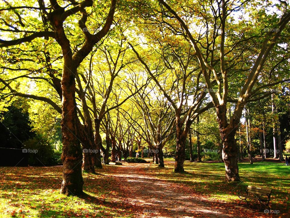 Stanley park forest 