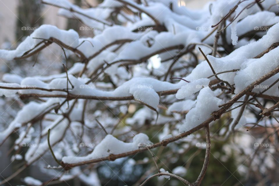 Snowy branches