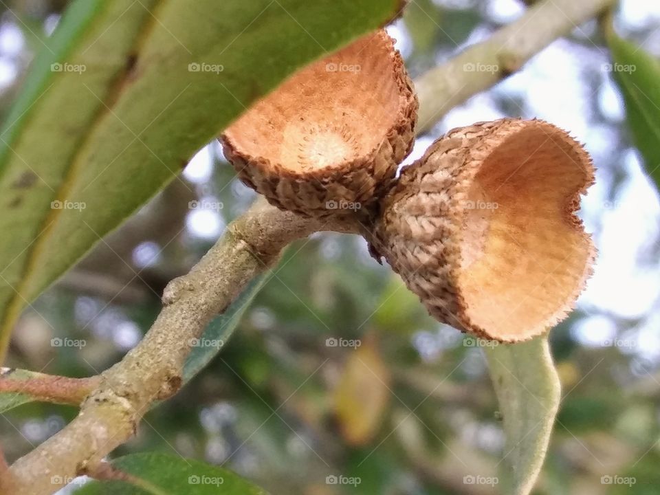 empty acorn caps