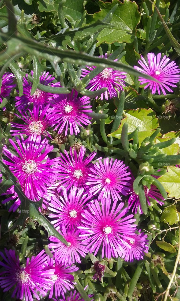 flowers of Dalmatia