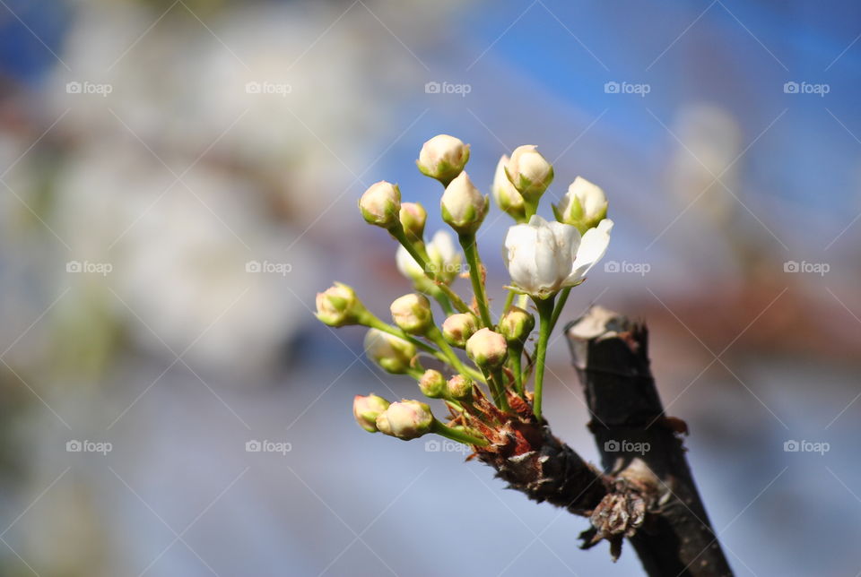 Spring bud