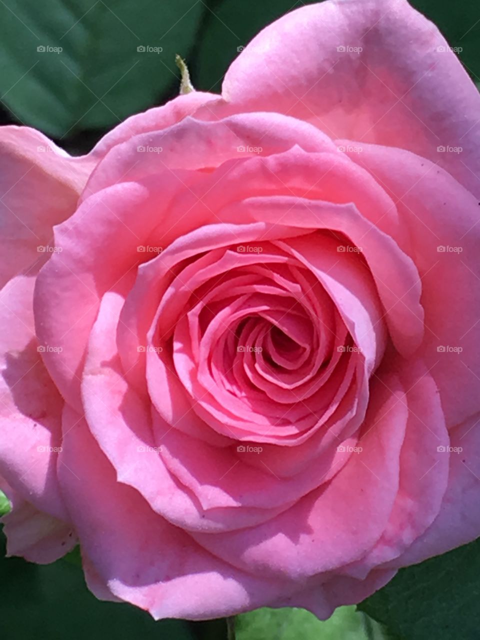 Rose Closeup 