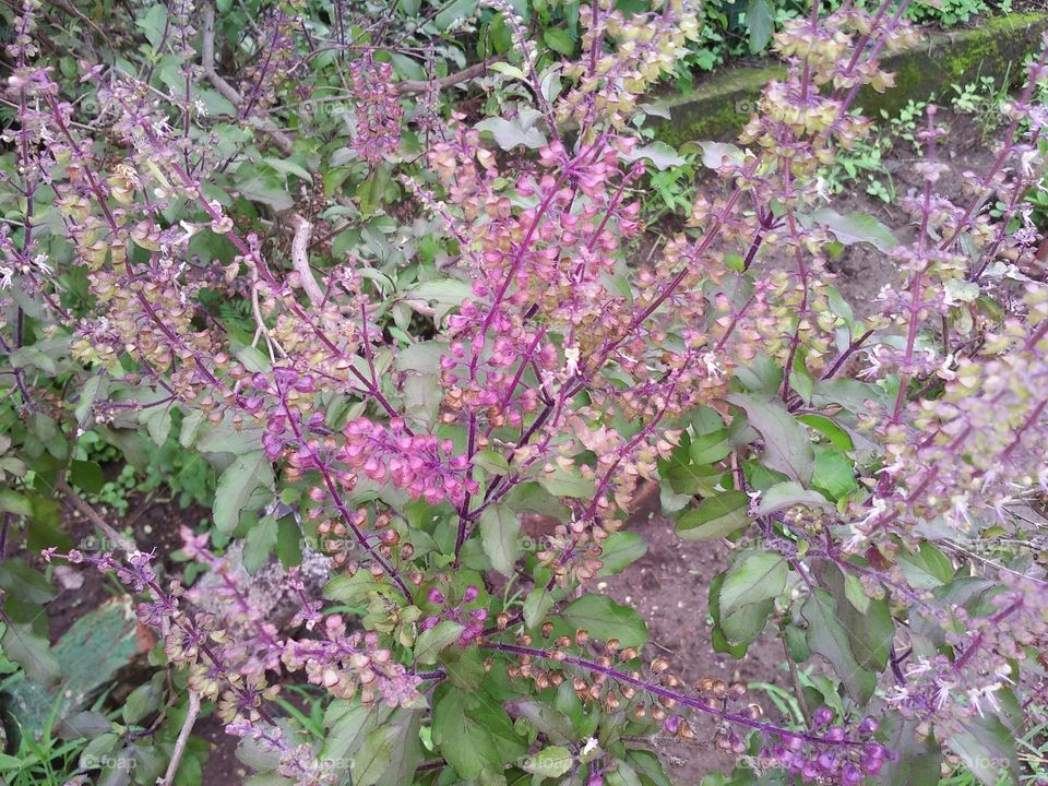 Tulsi tree