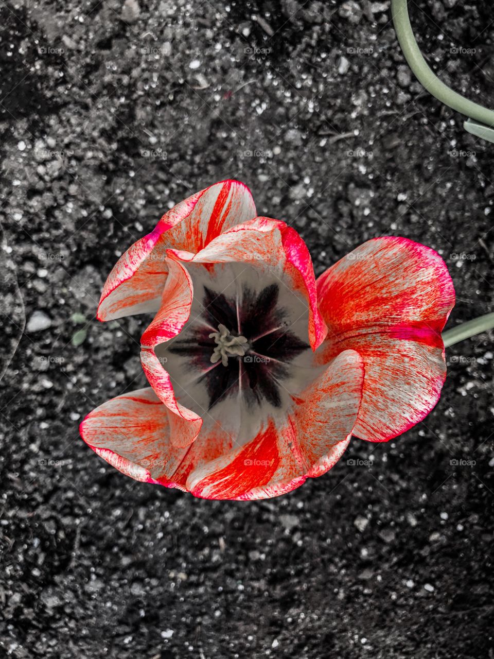 Red and white flower