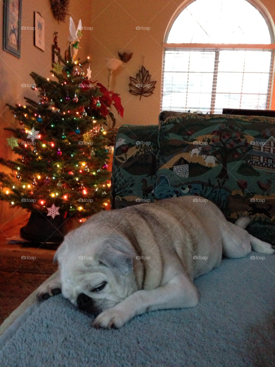 sleeping dreams of christmas dog christmas by melody