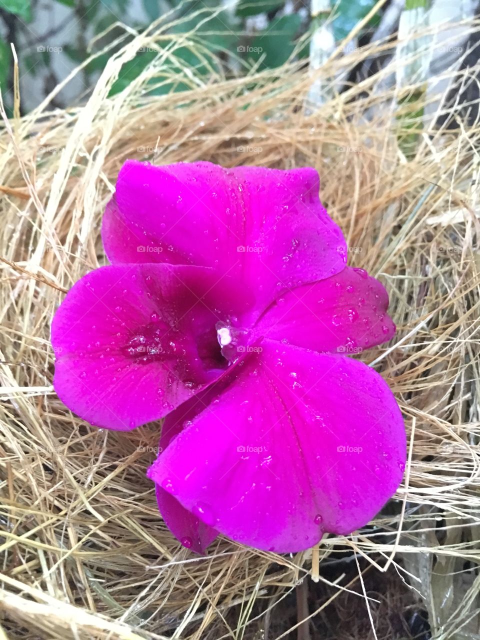 Macro of Purple orchid flower