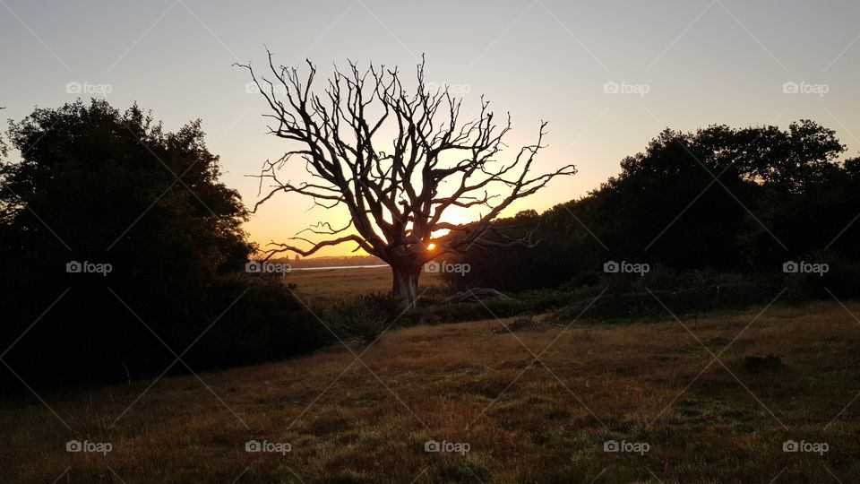 Sunrise trough a shadowy large dead oak tree in an open field flanked by trees and bushes on either side and open view towards a bay behind the oak tree