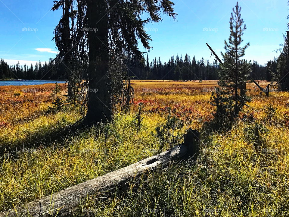 A meadow on the edge of the blue waters of the Deschutes River near its headwaters full of wild grasses in their fall colors on a sunny autumn day. 