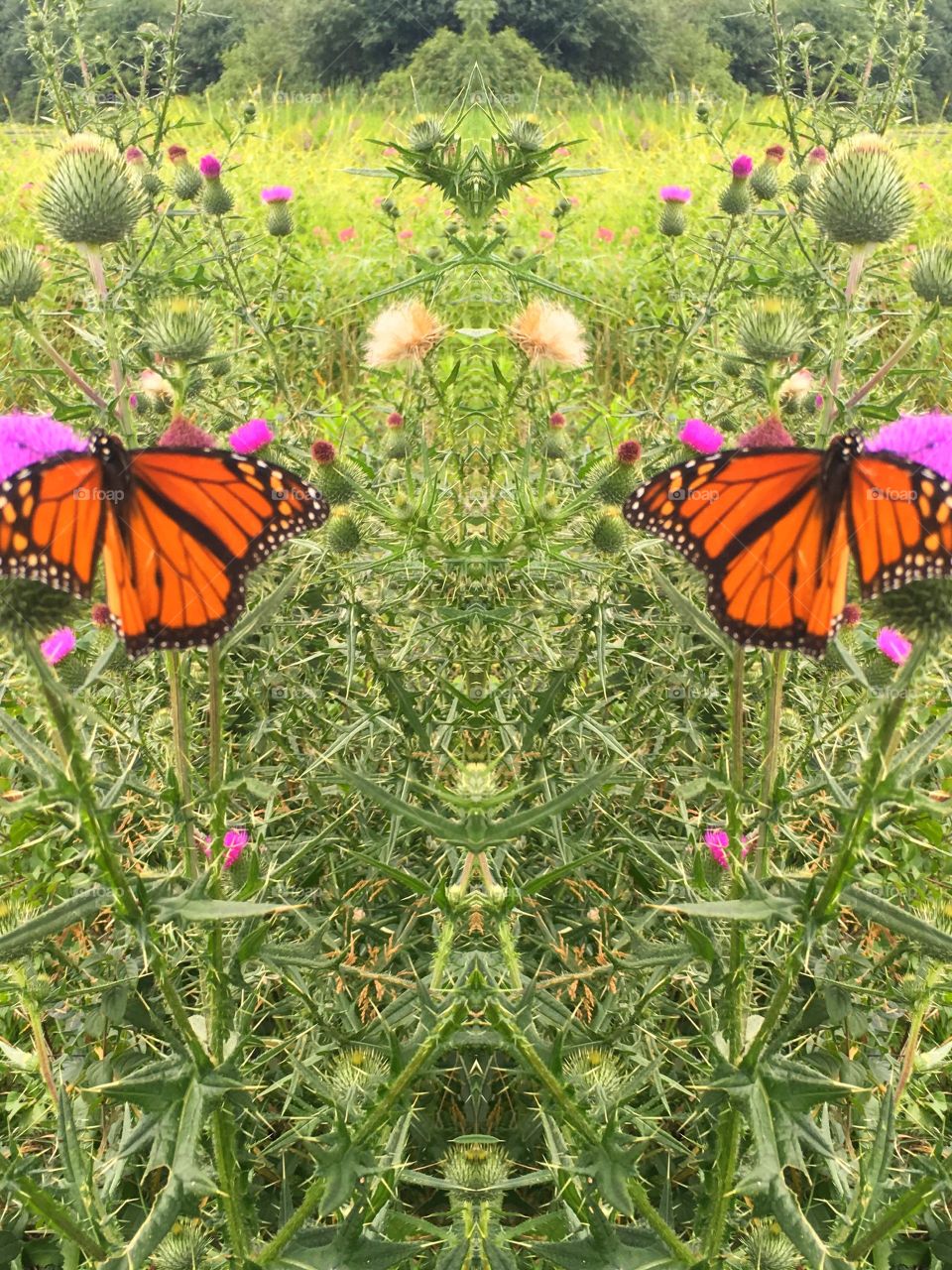 butterfly duality