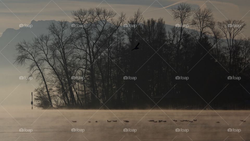 Wild Birds Swimming On A Misty Lake