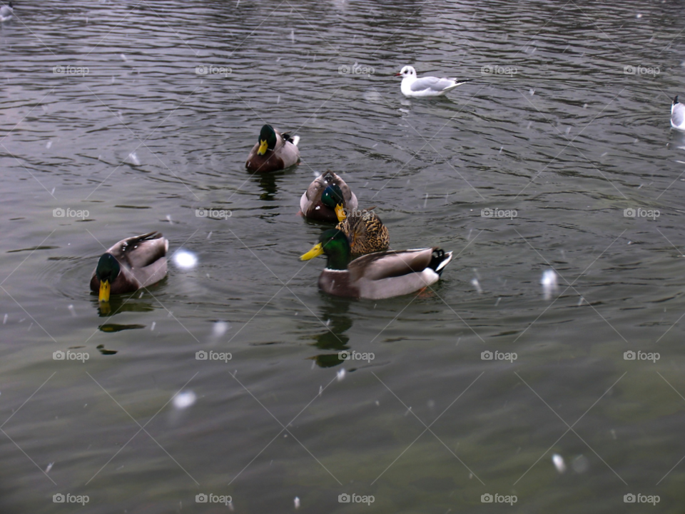 winter travel birds lake by tediiliescu