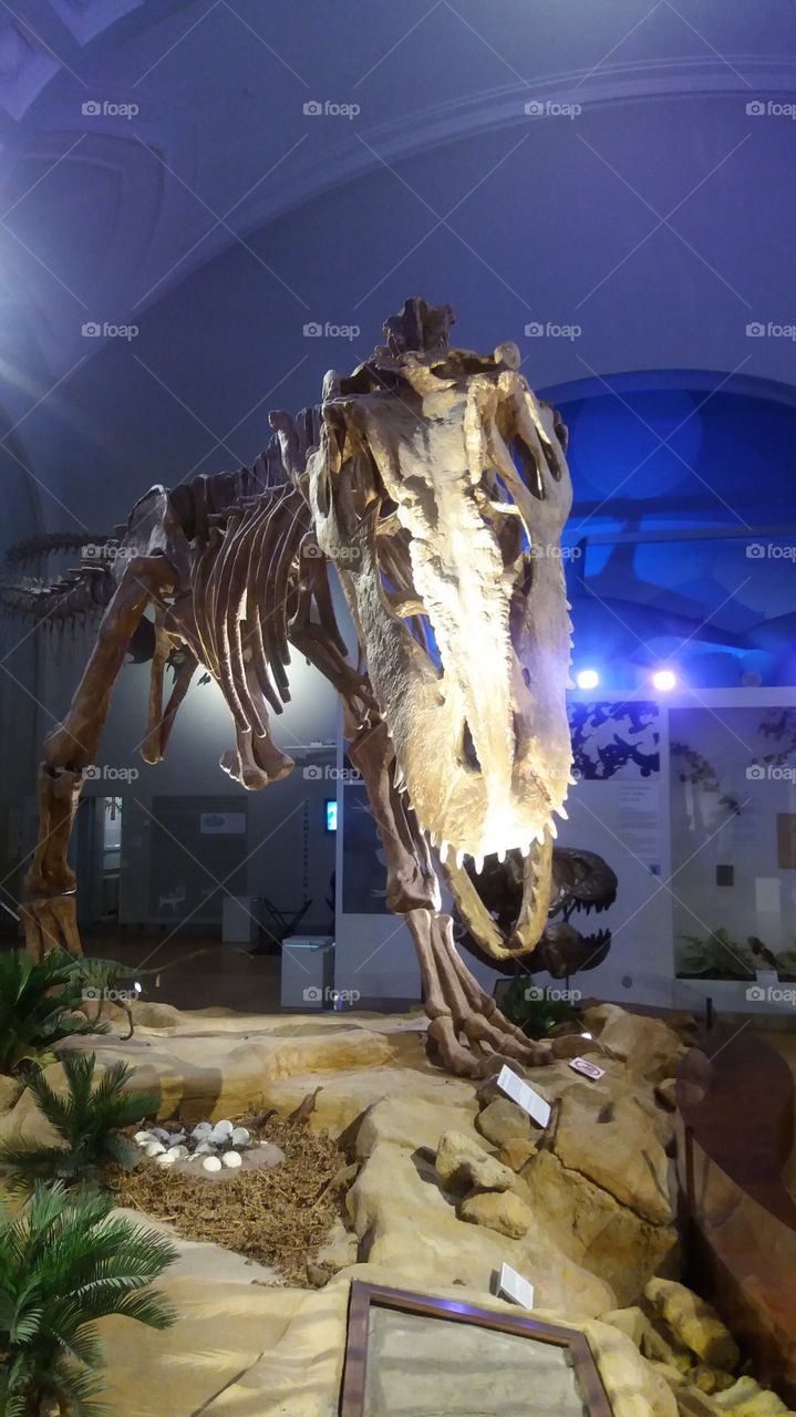 Dino@naturemuseum Helsinki