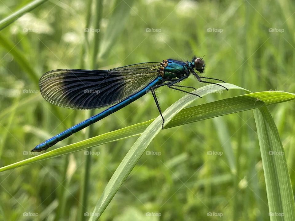 A damsel fly on a leaf