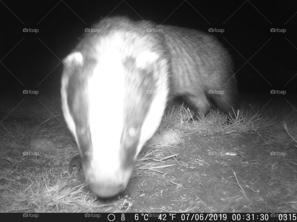 Badger cub 