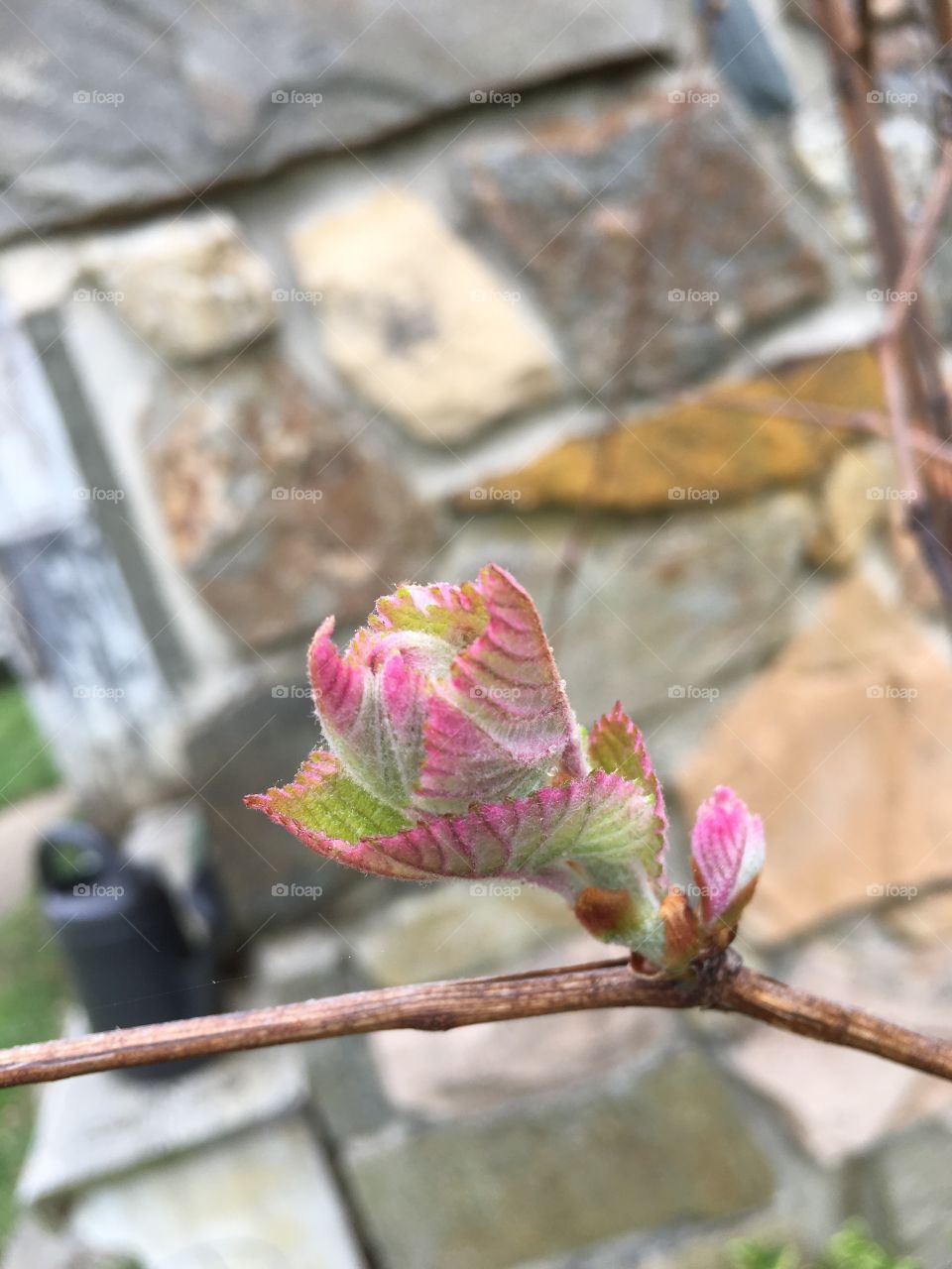 Grape leaves beginning to emerge from buds in spring against a stonewall background.