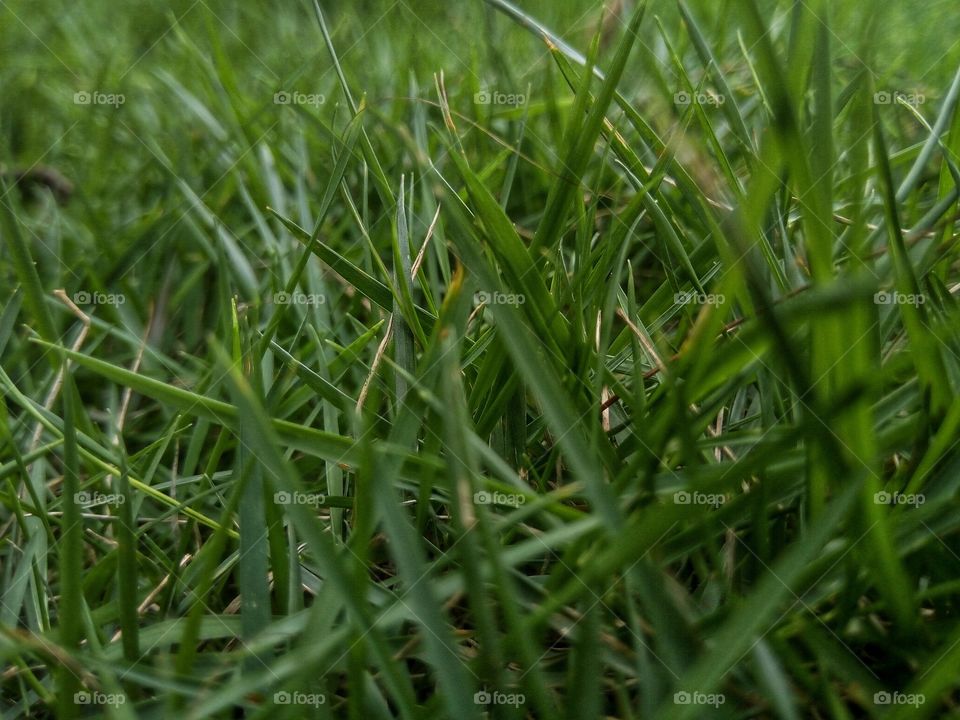 green grass