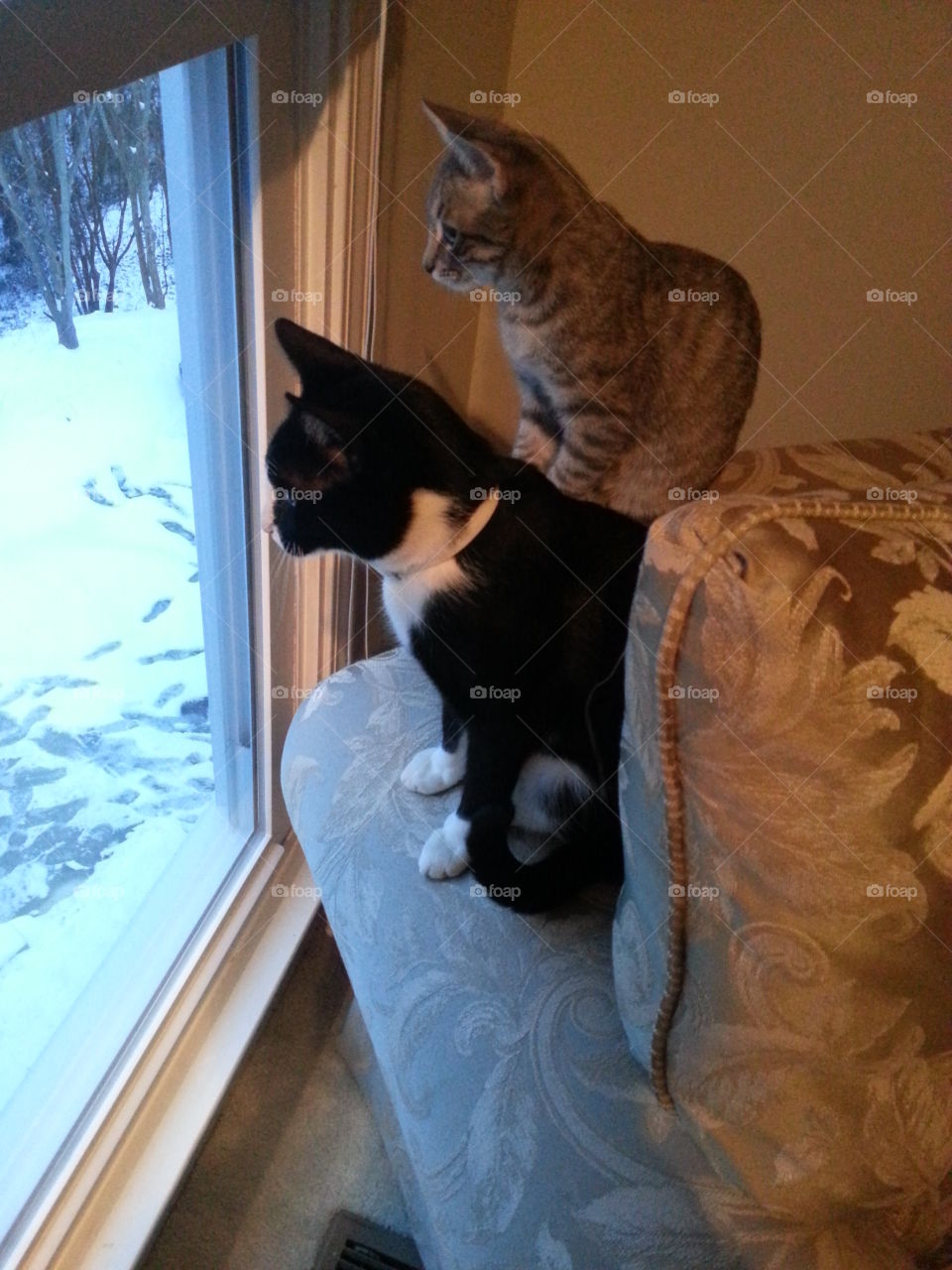 Cats Staring at Snow