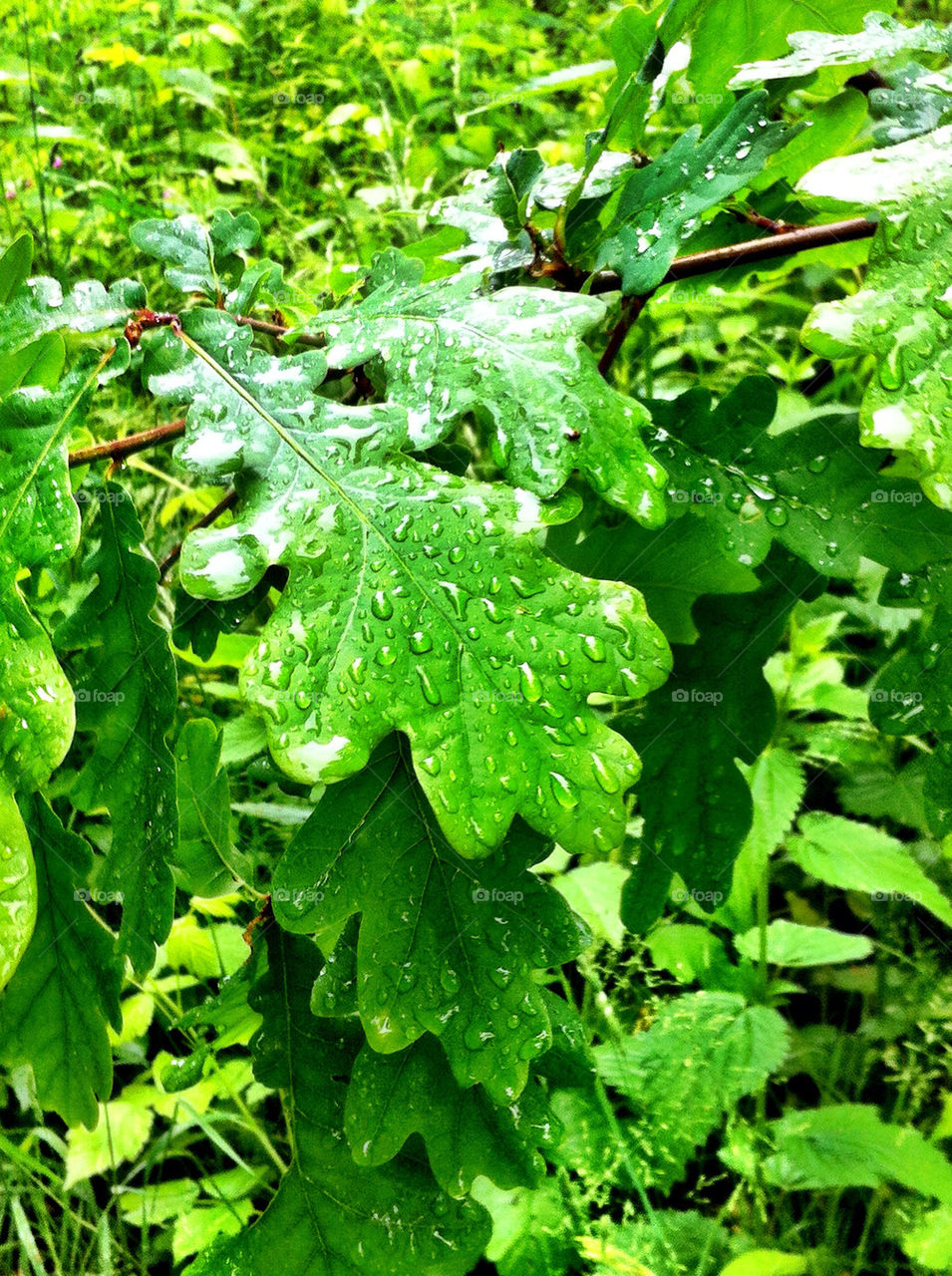 green forest leaf rain by dnprsn