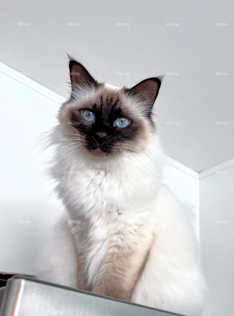 Cute white and brown blue-eyed Sacred Birman cat looking to the camera from above