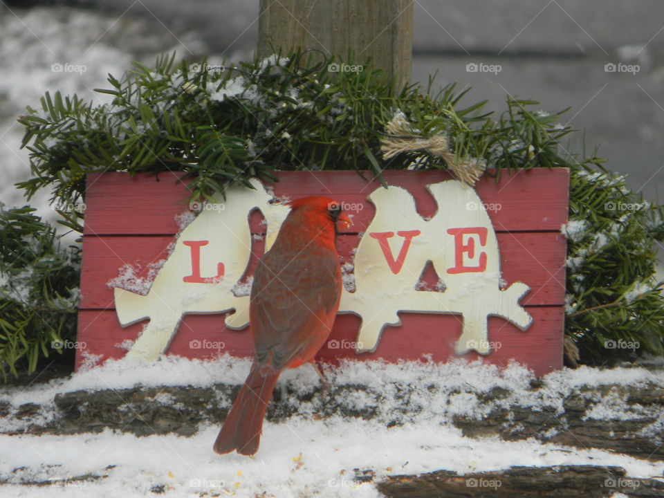 cardinal love