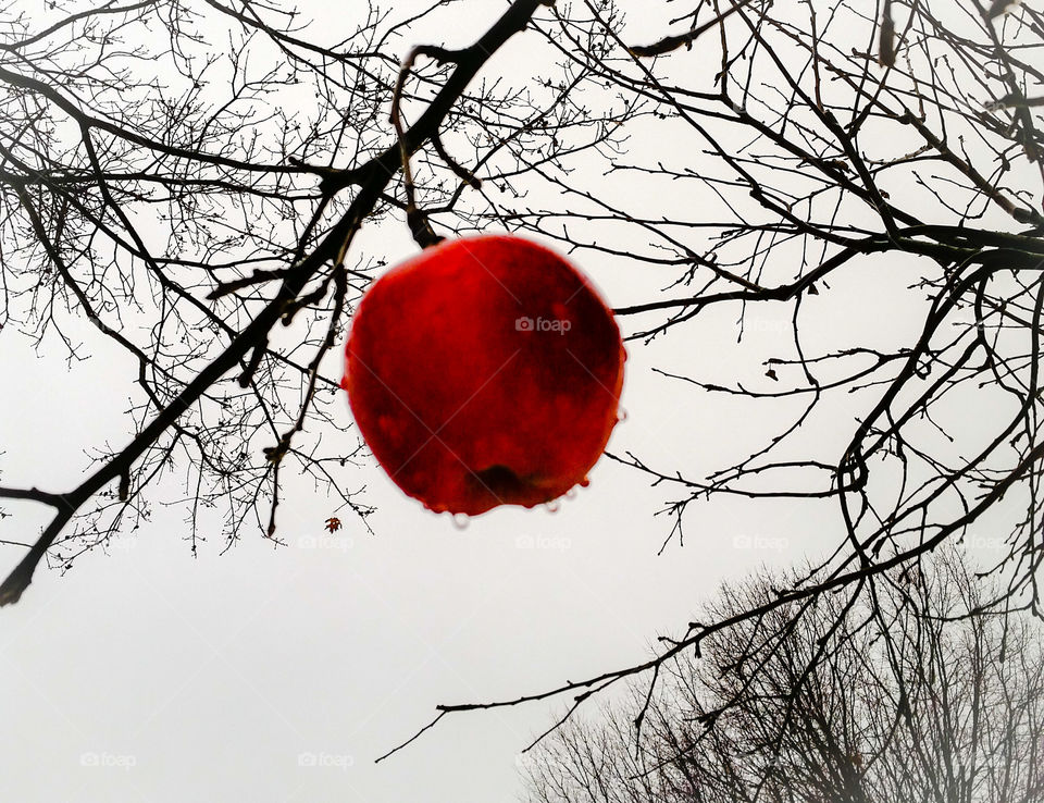Winter, Snow, Tree, Fall, No Person