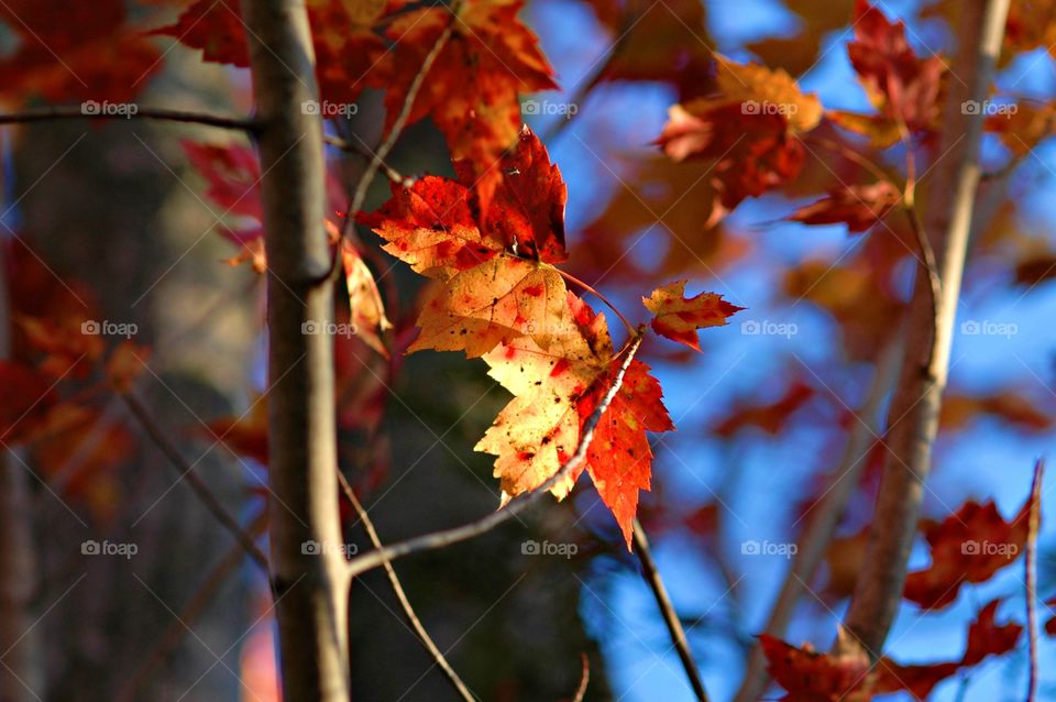First signs of autumn - beautiful red and gold leaves displayed in front of a blue sky