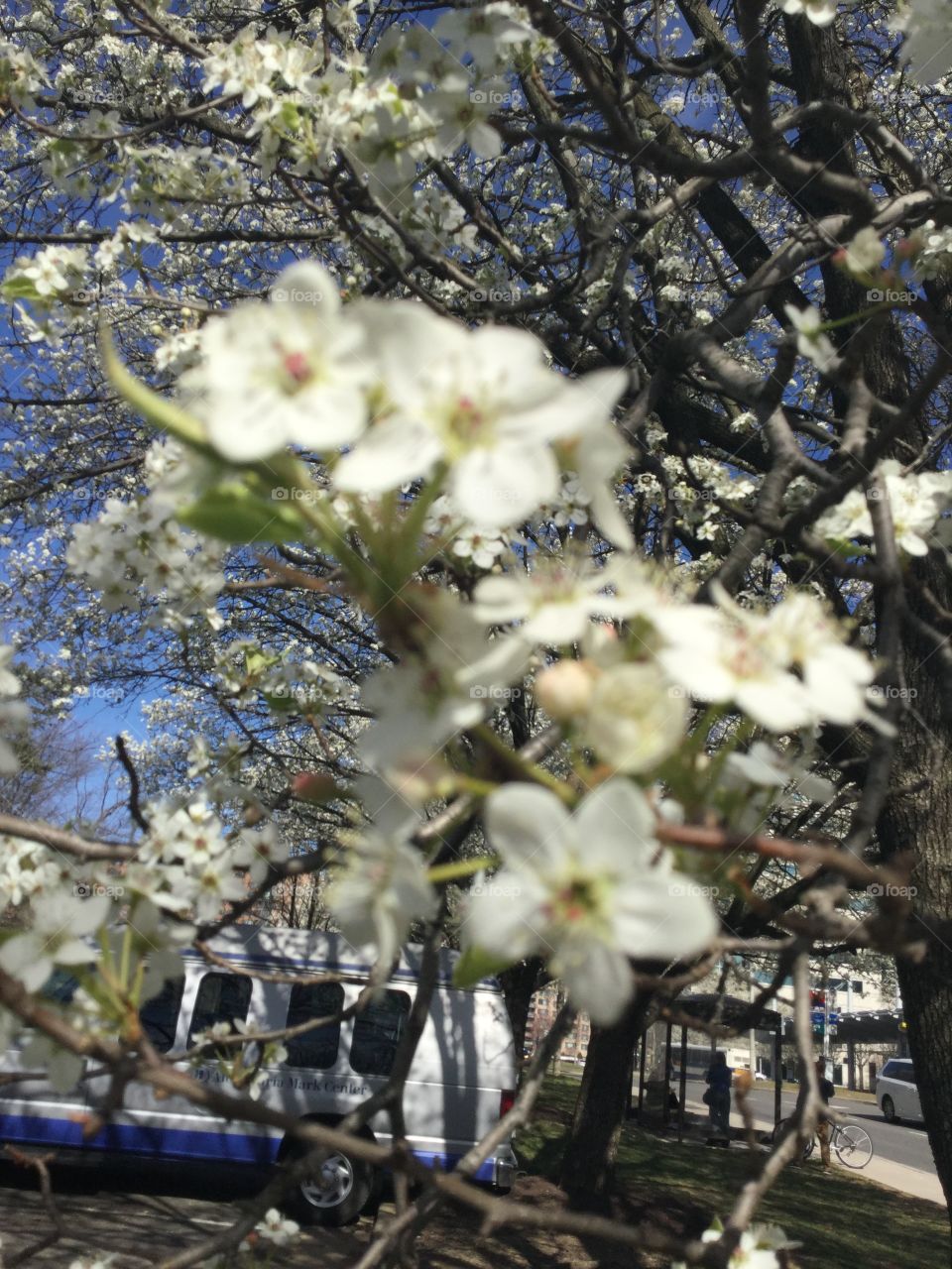 Lovely white cherry tree flowers 