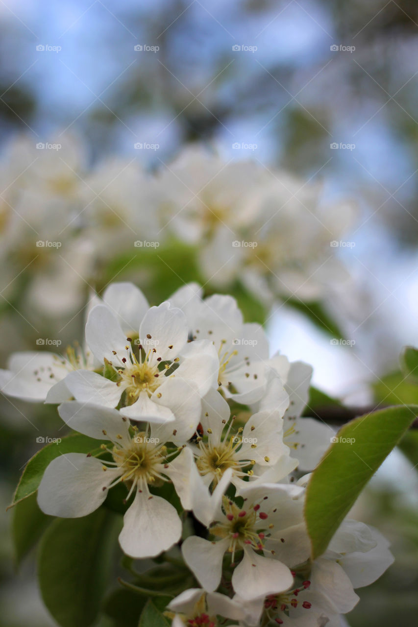 Close-up of pear tree blossom
