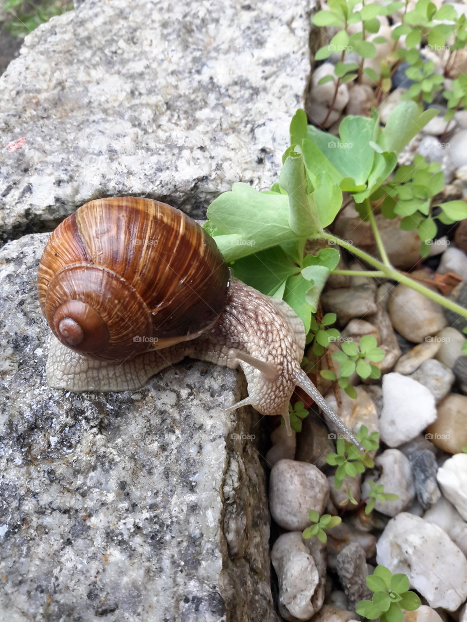 Snail on the stone