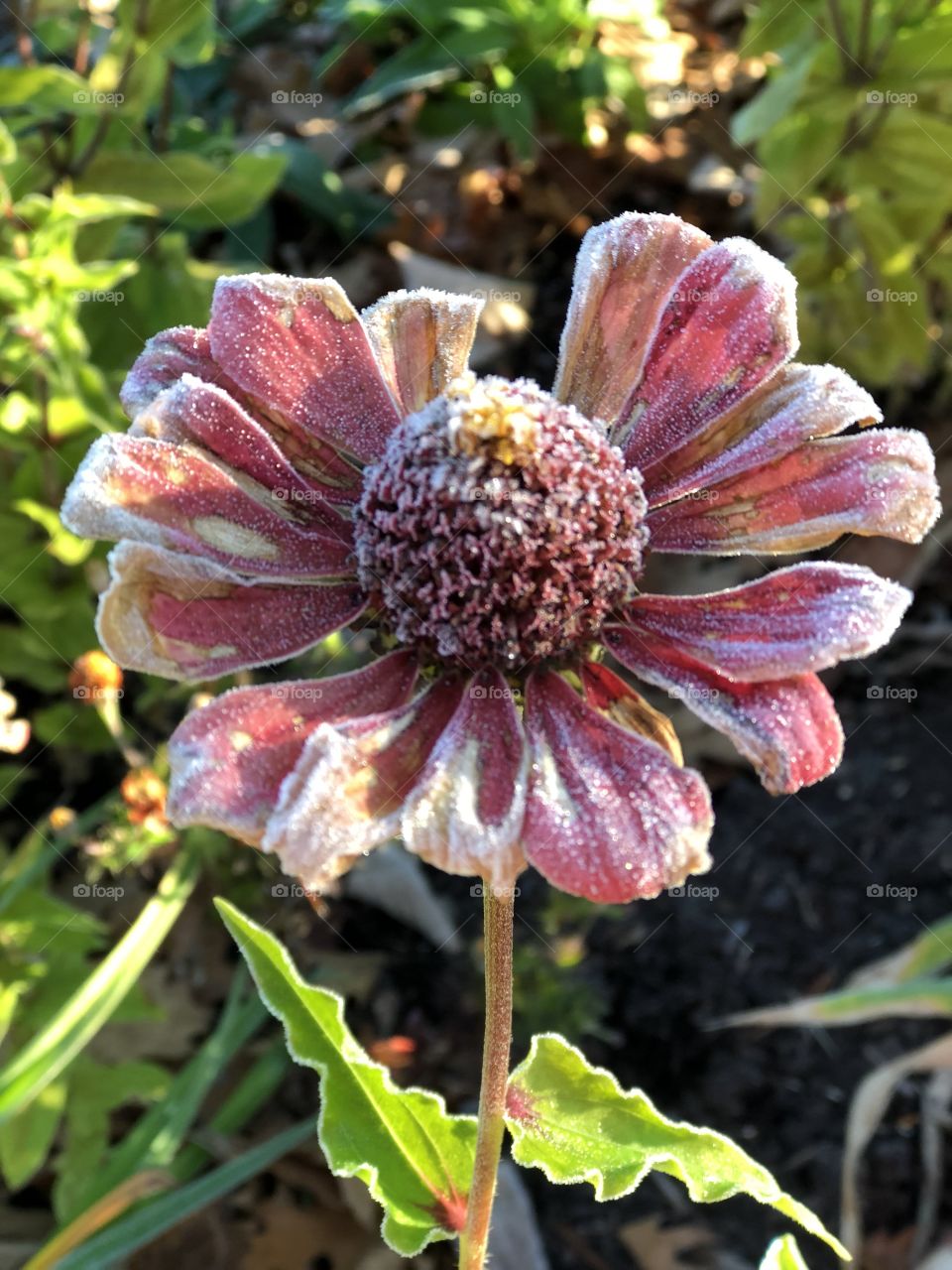 Frosted flower 