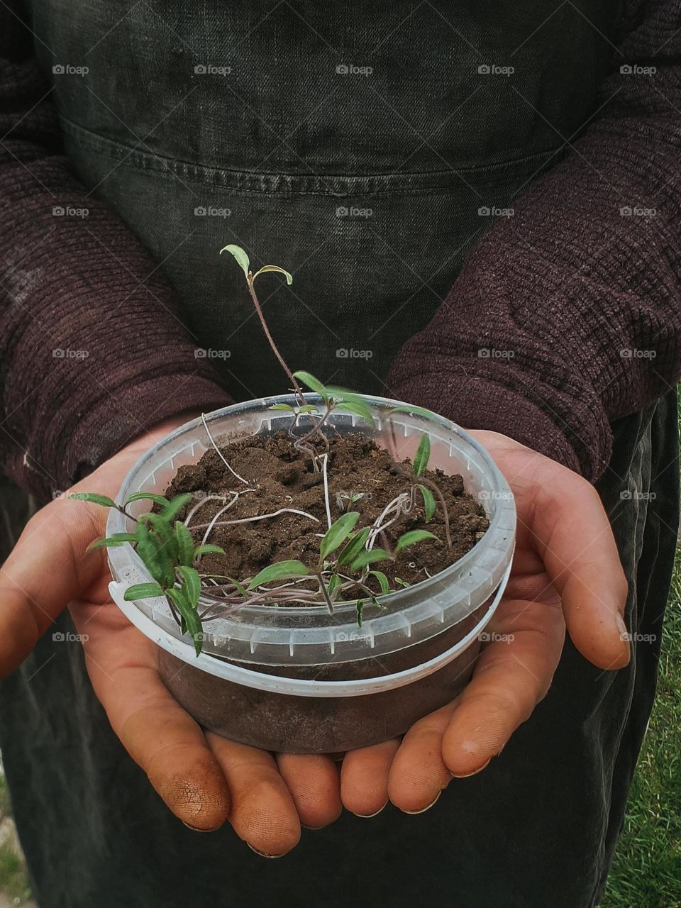 Growing tomato seedlings in the spring