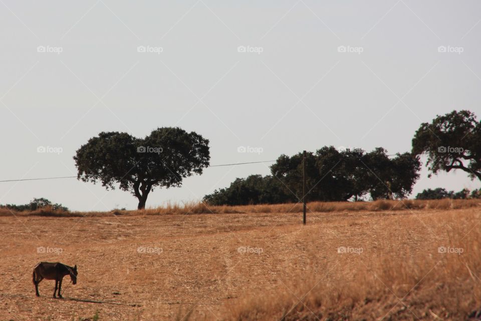 Donkey and landscape in Evora in Portugal