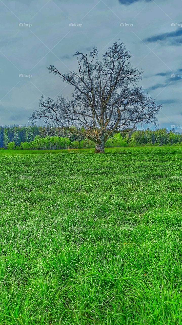 elder tree in field of lithuania