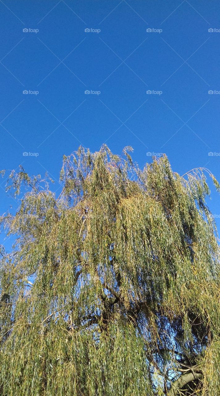 Weeping willow tree against bright blue summer sky