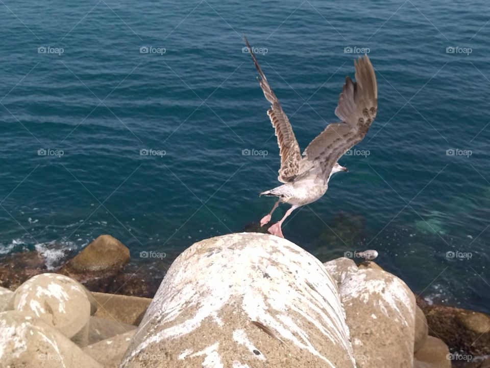 Seagull and sea