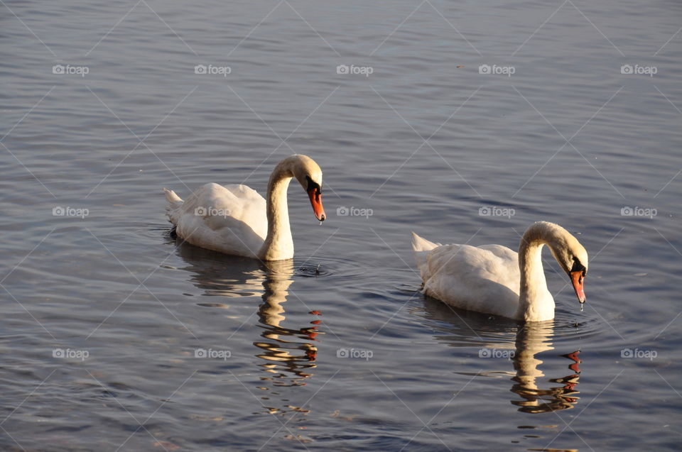 White swans 